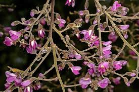 Image result for Philenoptera nelsii