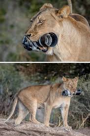 Lioness Steals A Photographer S Camera Gives It To Her Cubs As A New Toy Cool Pets Funny Animals Comedy Wildlife Photography