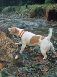 We did not find results for: Jack Russell Terrier Der Gentleman Unter Den Terriern Wild Und Hund