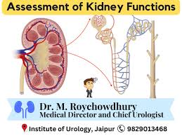 Image result for Renal Function