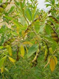 Resultado de imagem para Cinco na mesma vagem andersen