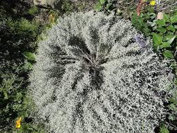 Image result for Chlorophytum bowkeri