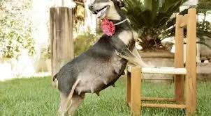 Mimpi merawat anjing tanda akan beroleh hasil yang besar. Gemas Anjing Hamil Ini Berpose Layaknya Model Lifestyle Fimela Com