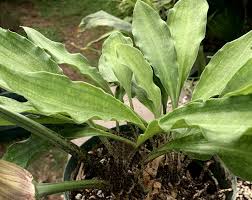 Image result for Scadoxus puniceus