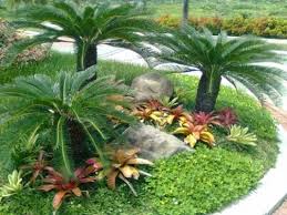 Salah satu cara memperbanyak tanaman hias jenis sikas yaitu dengan memisahkan tunas anakan yang tumbuh pada bagian pangkal pohon sikas. Ciri Tanaman Sikas Urban Garden