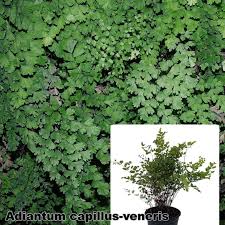 Image result for Adiantum capillus-veneris