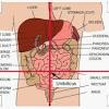 Anatomical terms derive from ancient greek and latin words. 1
