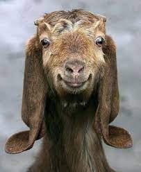 Happy Goat Smile 30 Pieces Animals Cute Animals Happy Animals