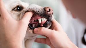 At kool smiles, we offer many affordable dental care options, regardless of your insurance situation. Dog Teeth Cleaning Costs Best Ways To Save On Dental Care Pawlicy Advisor
