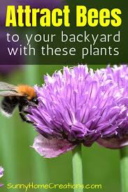 Many of the hedgerows and verges have disappeared and parts of the countryside are like green deserts with very few wild flowers. Best Flowers To Attract Bees To Your Garden Bee Friendly Plants Bee Attracting Flowers Bee Garden