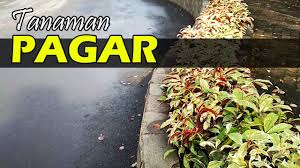 Tidak hanya sekedar tanaman hias, ternyata banyak orang yang menjadikan macam macam bonsai sebagai hobi dan keterampilan. 14 Jenis Tanaman Hias Yang Bisa Digunakan Untuk Pagar Hidup Rumah Dan Taman Youtube