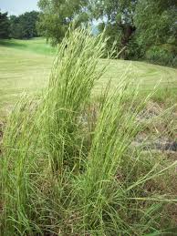 関西グリーン研究所