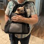 Any tips on a dog carrier for an active owner? : r/Chihuahua