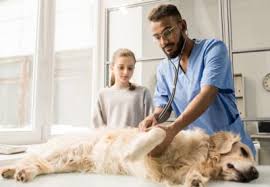 Emergency pet care near me. Signs That Your Pet Needs Emergency Veterinary Care Clemmons Vet