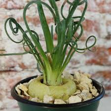 Image result for Albuca