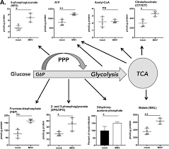 The product of this reaction is trapped. Glycolysis Is An Intrinsic Factor For Optimal Replication Of A Norovirus Mbio