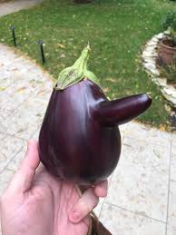 I grew a suggestive eggplant : rgardening