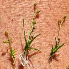 Image result for Subularia