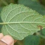 Image result for Cantinoa americana