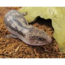Find blue tongue lizards for sale, near you and across australia. Blotched Bluetongue Lizard As Pets Lizards For Sale Melbourne Amazing Amazon