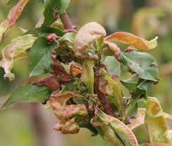 The growing point can be killed, causing stunting or branching of the shoot. Home Fruit Spray Schedule Unh Extension