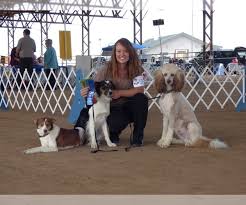 Lancaster puppies has double doodle puppies for sale now! View Breeder Profile Bordoodle Dog Breeder Near Colorado Olathe Usa Subs 168869