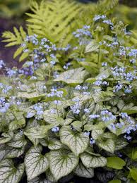 In year 2, we compared each flowering plant against the background vegetation (grass) for their attractiveness to natural enemies and herbivores. Perennial Flowers For Shade Gardens Hgtv