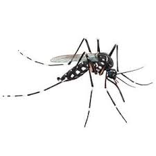 This requires a balance between the results you need and minimizing the potential risk to you and the environment. About Bug Busters Environmental Pest Management Systems Environmental Pest Management