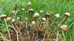 Image result for Psilocybin