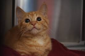 Try searching affordable vet clinics near me or ask your vet about treatment options and costs, as well as the likely. Low Cost Spay Neuter Clinics Nhspca