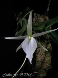 Image result for Angraecum moandense
