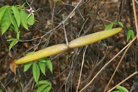 Image result for Strophanthus amboensis