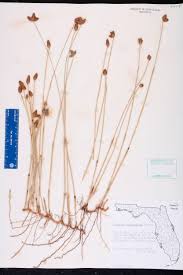 Image result for Fuirena obcordata