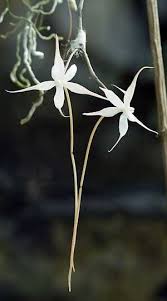 Image result for Aerangis alcicornis
