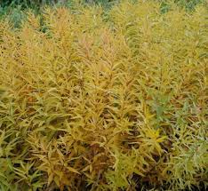 Image result for Tabernaemontana odoratissima