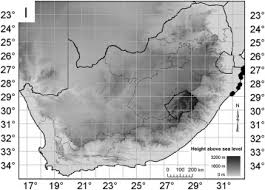 Image result for Thesium vahrmeijeri