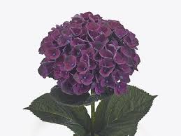 Image result for Hydrangea macrophylla bela obrázek