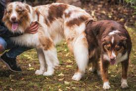 Wann sollte man eine hündin kastrieren? Wurf Mit Mehreren Ruden Yellowstone Australian Shepherds