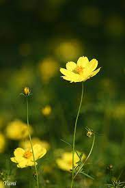Lemon Yellow Cosmos Cosmos Flowers Yellow Flowers Flowers Photography