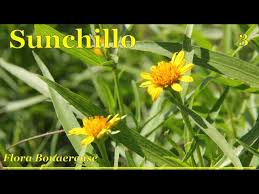 Image result for Pascalia glauca