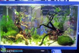 Aquascape Atau Aquarium Air Laut Aquascape Aquarium Air