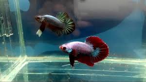 The red dragon fish, also known as arowana, is considered a good luck charm, in chinese culture, and sells for unbelievably high prices. Ikan Cupang Jenis Red Dragon Plakat Hitam Maros Betta Squad Youtube