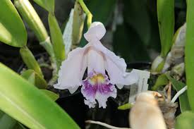 Image result for Polystachya galeata