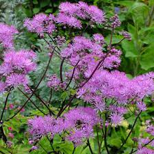 Thalictrum is tolerant of a wide range of growing conditions, depending on the species. Thalictrum Black Stockings Dorset Perennials