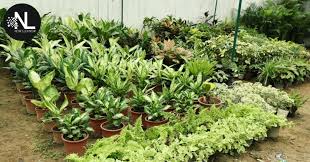 171 years of nursery excellence. 5 Nurseries In Lucknow To Buy Your Plants From Now Lucknow