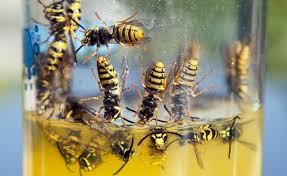 Wohnungen mieten von privat & makler! Wespennester Entfernen Und Umsiedeln Mein Schoner Garten