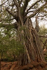 Image result for Ficus sansibarica