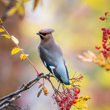 May 3, 2017june 20, 2017paradise in backyardleave a comment. How To Make A Backyard Bird Paradise Naples Illustrated