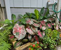 Keep in mind that even drought tolerant plants need regular water until well established. Landscaping In The Shade Gardening Solutions University Of Florida Institute Of Food And Agricultural Sciences
