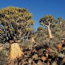 Image result for Cyphostemma lanigerum